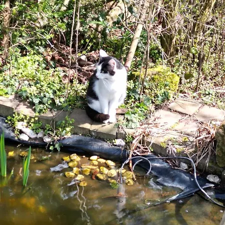 Отель Hotel-restaurant Birgeler Hof